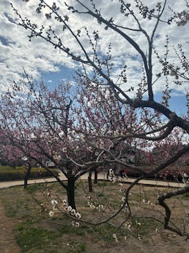 偕楽園本園に投稿された画像（2025/3/2）