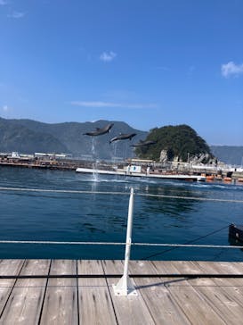 うみたま体験パーク 「つくみイルカ島」に投稿された画像（2025/3/2）