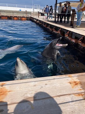 うみたま体験パーク 「つくみイルカ島」に投稿された画像（2025/3/2）