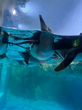 横浜・八景島シーパラダイスに投稿された画像（2025/3/2）