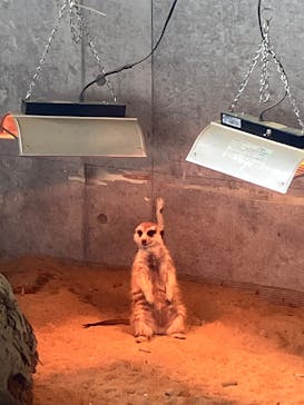 霞ケ浦 どうぶつとみんなのいえに投稿された画像（2025/3/2）