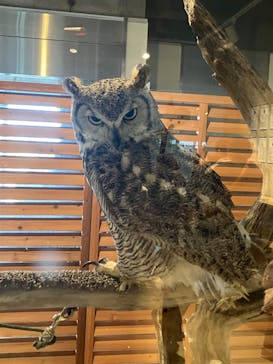 霞ケ浦 どうぶつとみんなのいえに投稿された画像（2025/3/2）