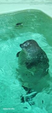 大分マリーンパレス水族館 「うみたまご」に投稿された画像（2025/3/2）