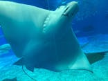 沖縄美ら海水族館に投稿された画像（2025/3/2）