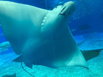 沖縄美ら海水族館に投稿された画像（2025/3/2）