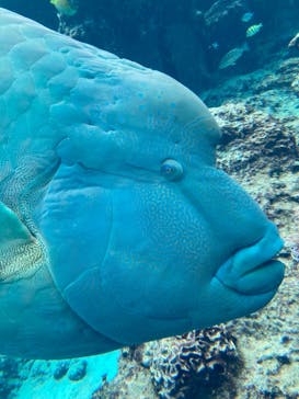 沖縄美ら海水族館に投稿された画像（2025/3/2）