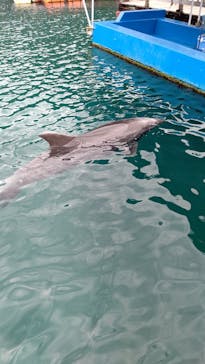 下田海中水族館に投稿された画像（2025/3/2）