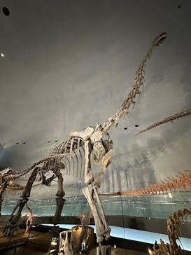 福井県立恐竜博物館に投稿された画像（2025/3/2）