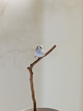 特別展「鳥 ～ゲノム解析が解き明かす新しい鳥類の系統～」国立科学博物館に投稿された画像（2025/3/2）