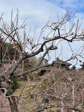 偕楽園本園に投稿された画像（2025/3/2）