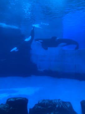 名古屋港水族館に投稿された画像（2025/3/2）