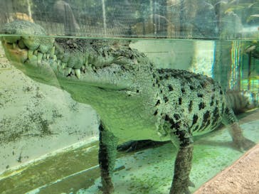 熱川バナナワニ園に投稿された画像（2025/3/2）