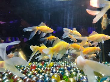 NARA IKIMONO MUSEUMに投稿された画像（2025/3/2）