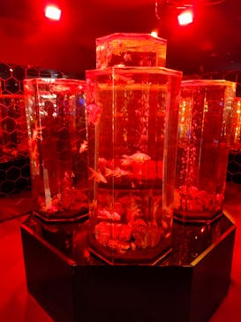 NARA IKIMONO MUSEUMに投稿された画像（2025/3/2）