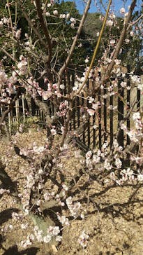 偕楽園本園に投稿された画像（2025/3/2）