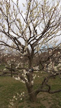 偕楽園本園に投稿された画像（2025/3/2）