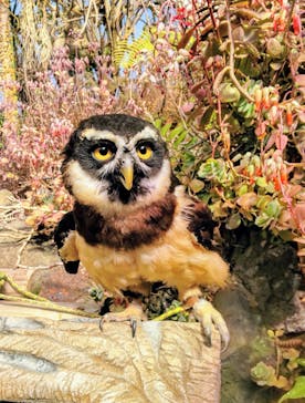 伊豆シャボテン動物公園に投稿された画像（2025/3/2）