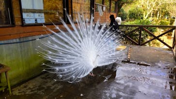 伊豆シャボテン動物公園に投稿された画像（2025/3/2）