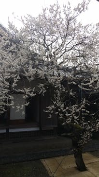 偕楽園本園に投稿された画像（2025/3/2）