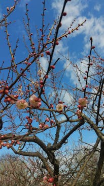 偕楽園本園に投稿された画像（2025/3/2）