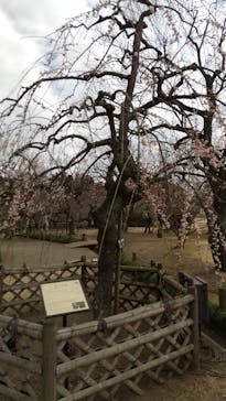 偕楽園本園に投稿された画像（2025/3/2）