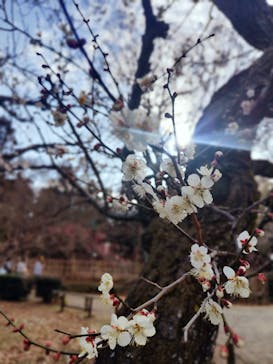 偕楽園本園に投稿された画像（2025/3/2）