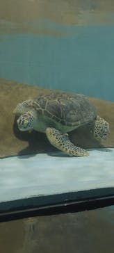 マリンワールド海の中道に投稿された画像（2025/3/2）