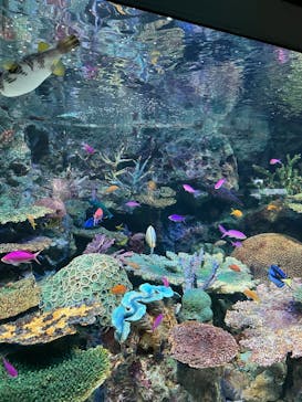 サンシャイン水族館に投稿された画像（2025/3/2）