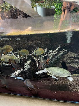 サンシャイン水族館に投稿された画像（2025/3/2）