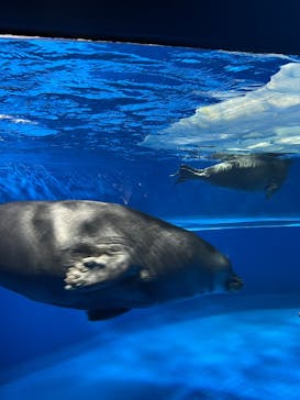 サンシャイン水族館に投稿された画像（2025/3/2）