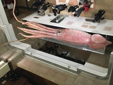 国立科学博物館に投稿された画像（2025/3/2）