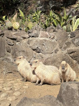 伊豆シャボテン動物公園に投稿された画像（2025/3/2）