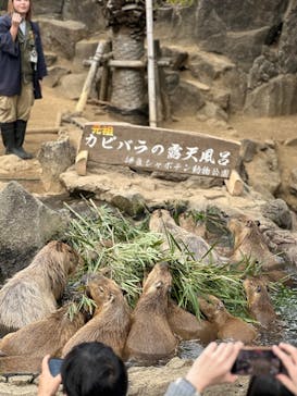 伊豆シャボテン動物公園に投稿された画像（2025/3/2）