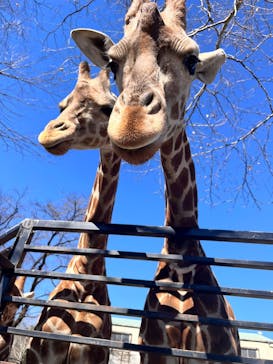 宇都宮動物園に投稿された画像（2025/3/3）