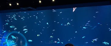 DMMかりゆし水族館に投稿された画像（2025/3/3）