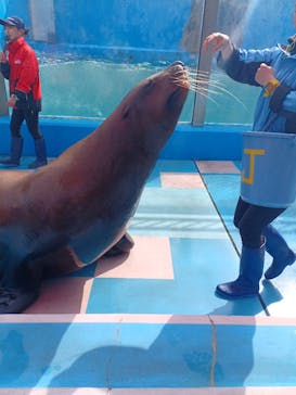 ゼロ距離水族館 伊勢シーパラダイスに投稿された画像（2025/3/3）