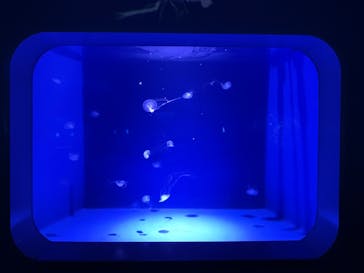 新江ノ島水族館に投稿された画像（2025/3/3）