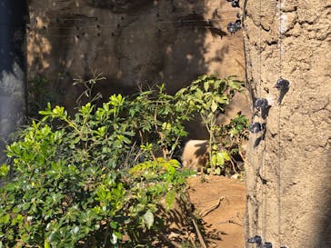 恩賜上野動物園に投稿された画像（2025/3/3）