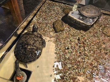 恩賜上野動物園に投稿された画像（2025/3/3）