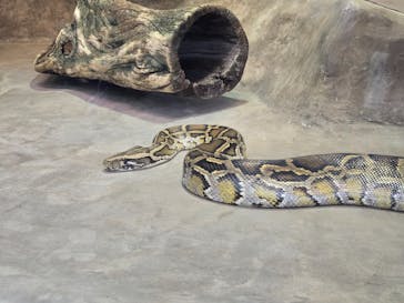 恩賜上野動物園に投稿された画像（2025/3/3）