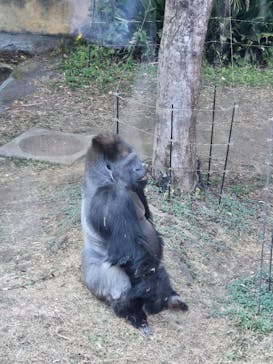 恩賜上野動物園に投稿された画像（2025/3/3）