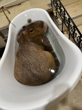 アニタッチアクアシティお台場に投稿された画像（2025/3/3）