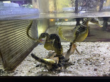 ゼロ距離水族館 伊勢シーパラダイスに投稿された画像（2025/3/3）