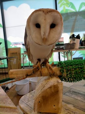 いきもの探検隊湘南に投稿された画像（2025/3/3）