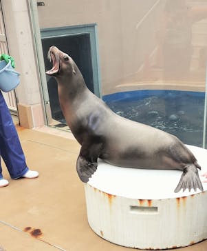 男鹿水族館GAOに投稿された画像（2025/3/3）