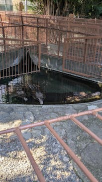 熱川バナナワニ園に投稿された画像（2025/3/3）