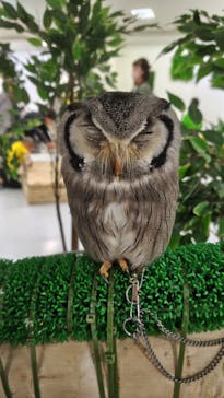 いきもの探検隊に投稿された画像（2025/3/3）