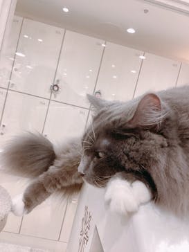 猫カフェモカ　町田ジョルナ店に投稿された画像（2025/3/3）