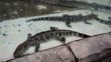 熱川バナナワニ園に投稿された画像（2025/3/3）