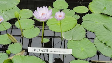 熱川バナナワニ園に投稿された画像（2025/3/3）